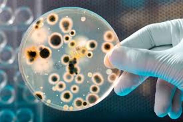 5° Evento: Descubrimiento de las celulas