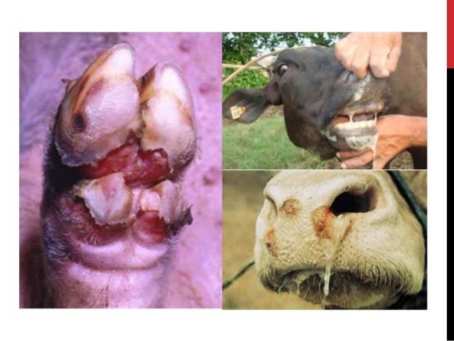 Erradicación de la fiebre aftosa