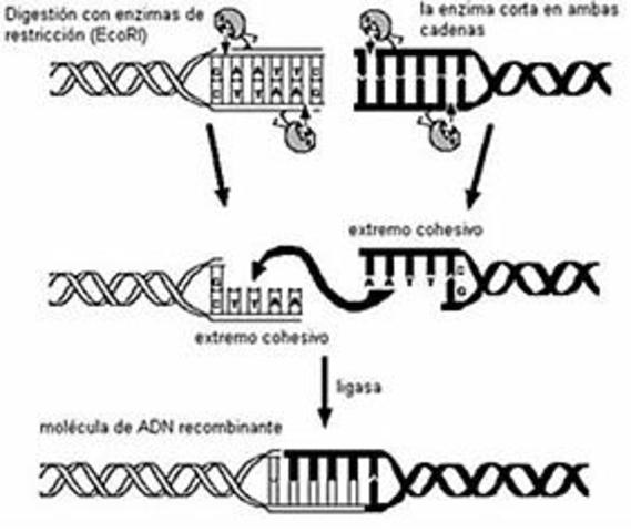 Enzimas de restricción