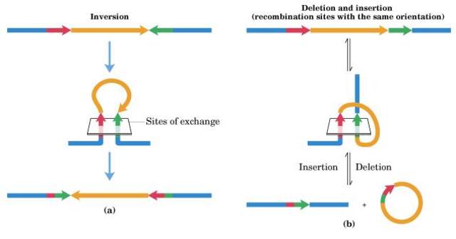 Recombinación de ADN
