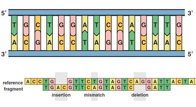 Determinación de la secuencia de ácidos nucleicos para producir un gen específico