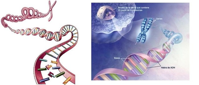 Descubrimiento del gen defectuoso para la fibrosis quística