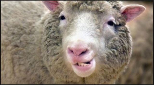 1997- Primera clonación de mono Rhesus y una oveja, "Dolly"