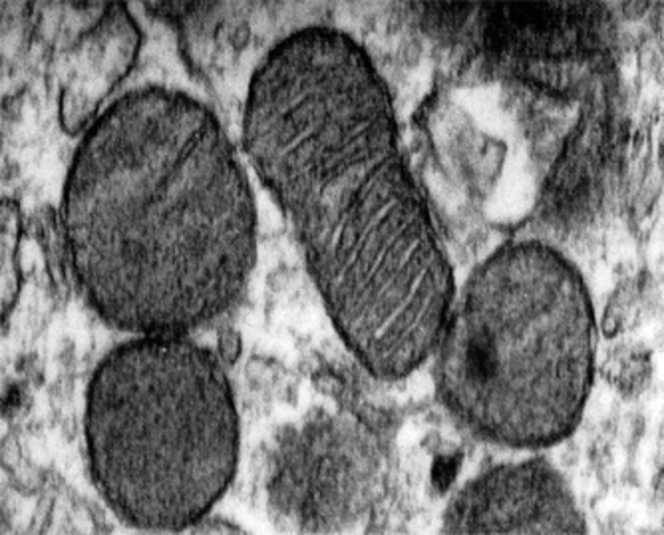 Descobriment del mitocondri