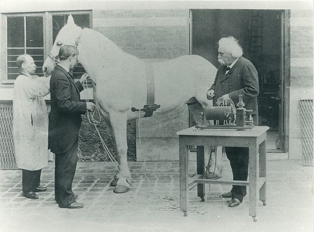 Primera facultad de veterinaria