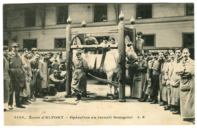 FEB 1, 1761 Primera Escuela de Veterinaria en el mundo