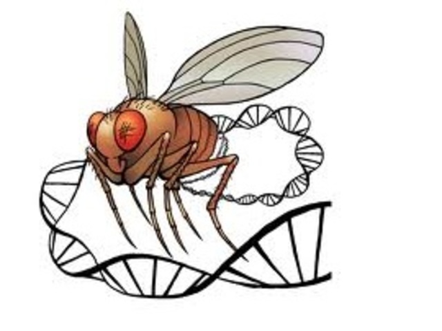Drosophila melanogaster y la génetica