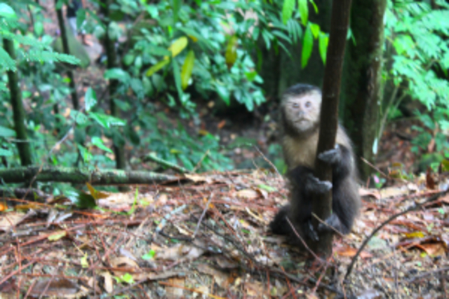 Bahia and Pernambuco, South America