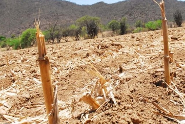 Malas cosechas provocan escasez de alimentos