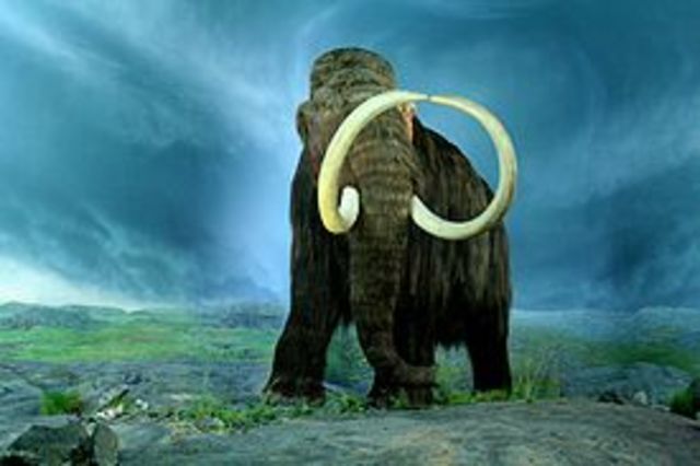 Woolly mammoth