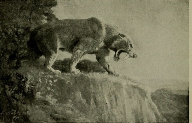 Sabre-toothed Cat
