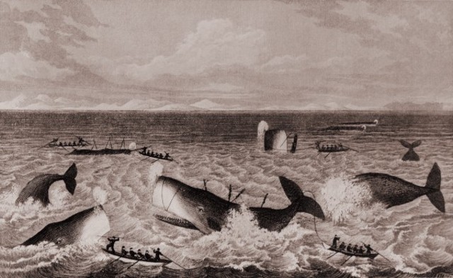 First whaling ship in NZ