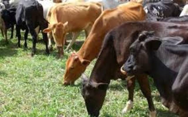 Erradicacion de la fiebre aptosa