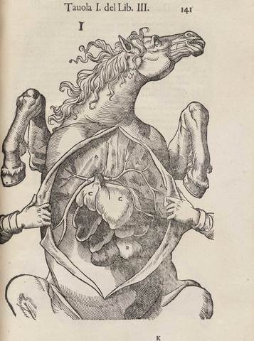 Primer Tratado Completo sobre la Anatomía de una Especie: Anatomía del Caballo, Carlo Ruini