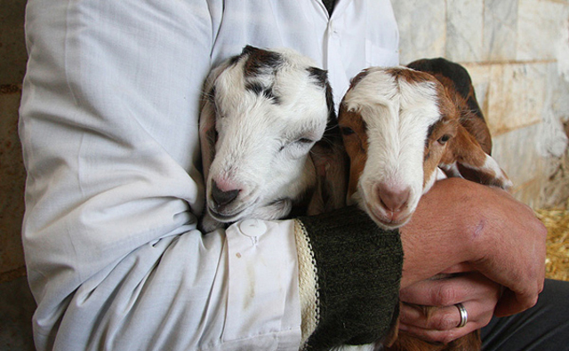 Mamíferos Transgenicos