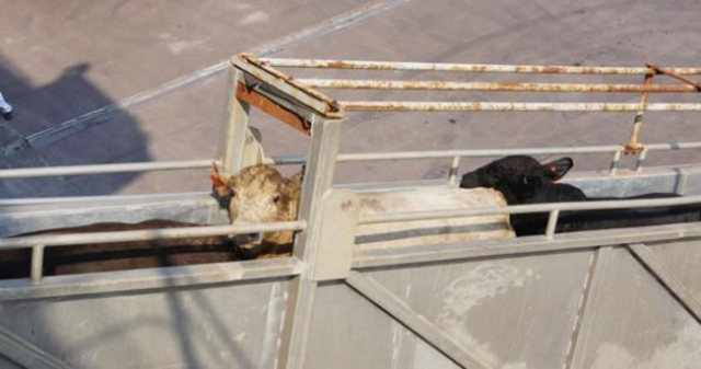 Exportacion de ganado a turquia