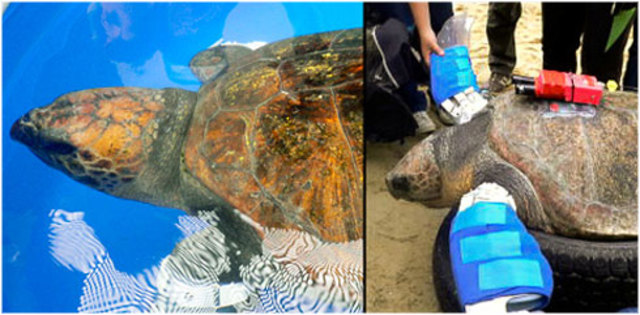 Crean una aleta artificial para ayudar a tortuga