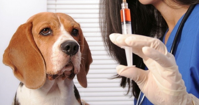 Se extrajo insulina de un perro