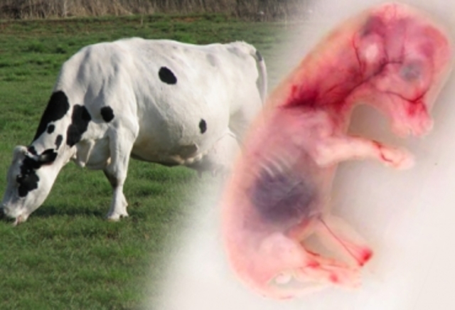 Descubrieron la brucellosis bovina