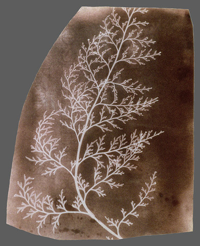 Dibujos Fotogénicos