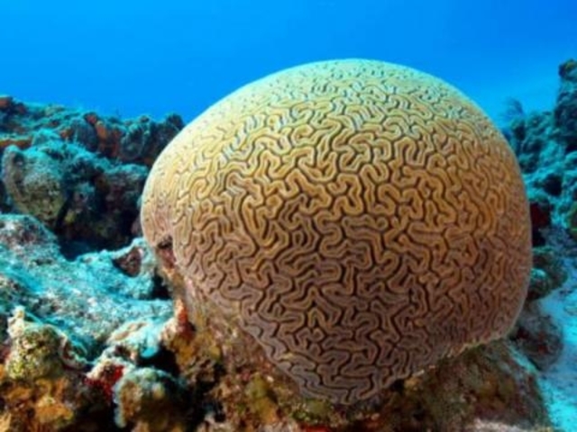 Aparición del Tejido Neuroepitelio