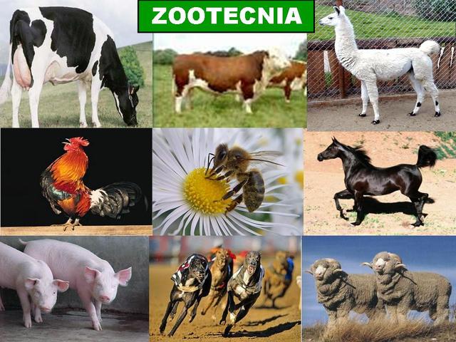 Zootecnia