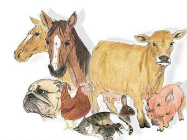 Veterinaria y zootecnia