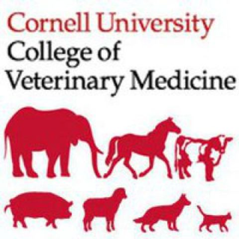 Universidad de Cornell