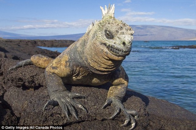 "The Main discovery of Diversity"