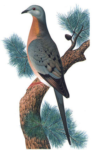 passenger pigeon