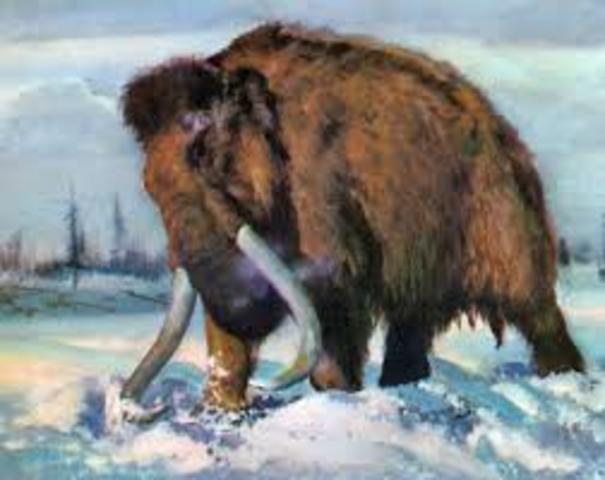 hairy mammoth
