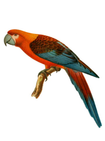 Cuban macaw