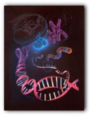 2003:HUMANS HAVE BETWEEN 20.000 AND 25.000 GENS (GENETIC)