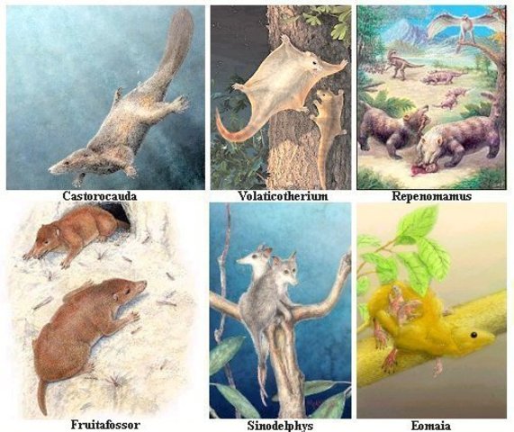 Jurassic Period 195-136 MYA