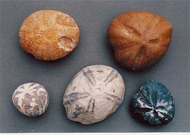 Quaternary Period: Now