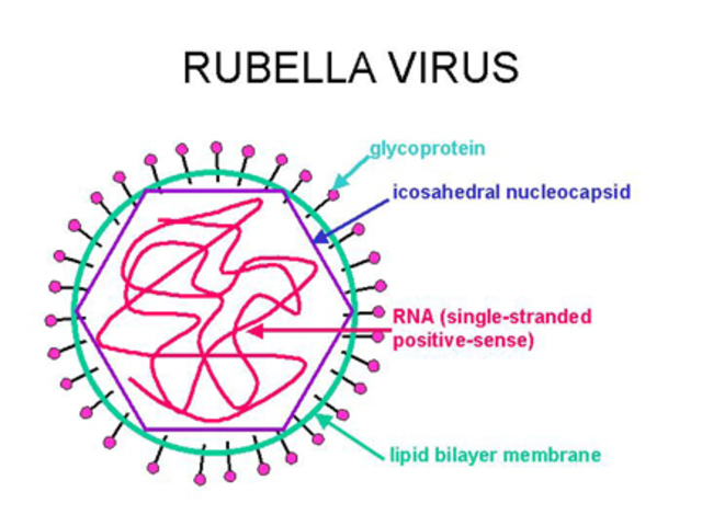 Rubella