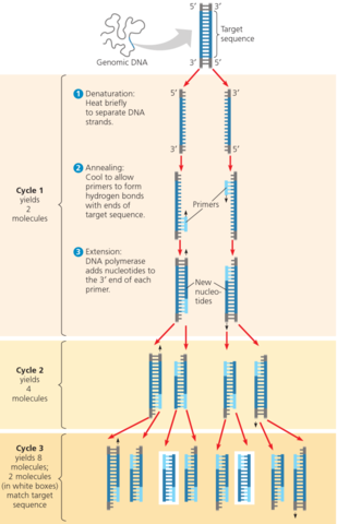 Polymerase chain reaction