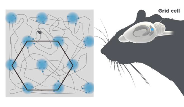 Grid cells in the brain