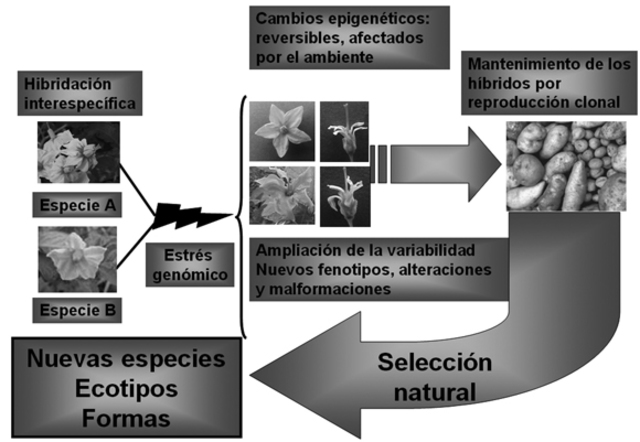Primera hibridación interespecífica.