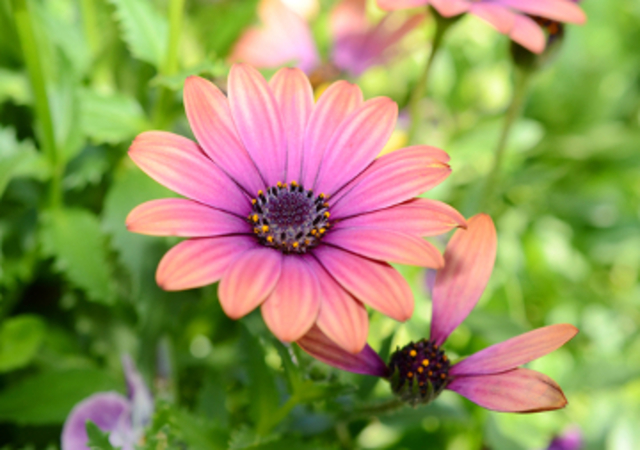 Para este año, cerca de 100 especies de Angiospermas podían ser producidos a partir de protoplasmas.