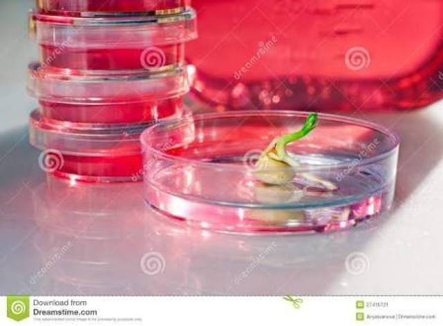 Había 30 sistemas de cultivo celular que eran mejores productores de metabolitos secundarios de la respectiva planta