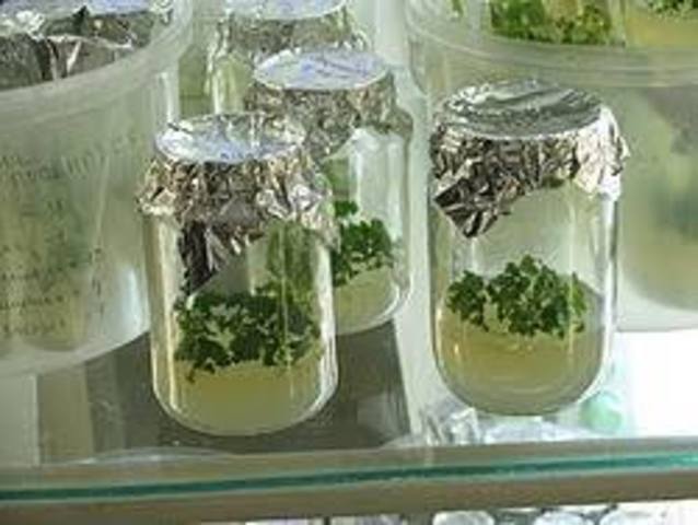 Expansión de la aplicación de tecnologías in vitro.