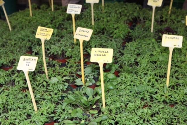 El desarrollo de las técnicas de cultivo celular en plantas medicinales ha dado lugar a la identificación de más de 80 enzimas de biosíntesis de alcaloides.