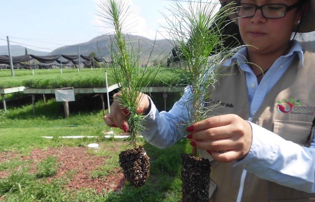 Continúan las mejoras en el extenso de transformación a la élite comercialgermoplasma y reducción de los costos de producción de plantas transgénicas..