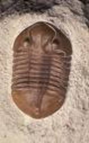 carboniferous 345-280 MYA