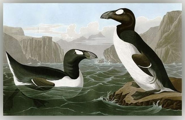 Бескрылая гагарка(вымерший)