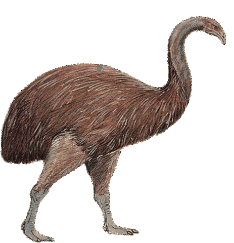 моа(вымершее)