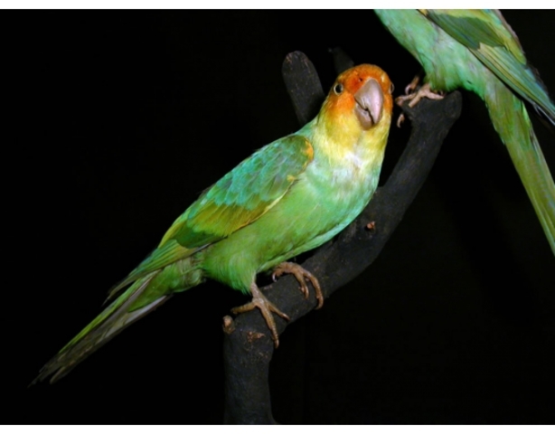 Каролинский попугай(вымерший)