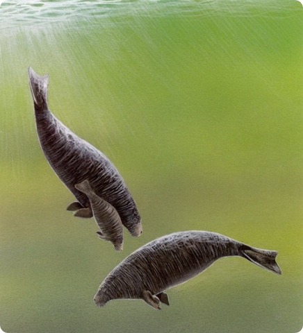 Стеллерова(морская) корова(вымерший)