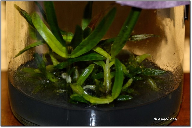 Primer experimento exitoso